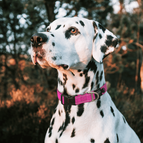 Rogz Classic Utility Collar