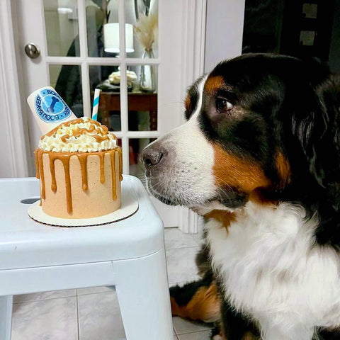 Puppuccino Cake