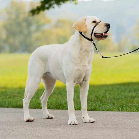 Dog Apparel & Accessories