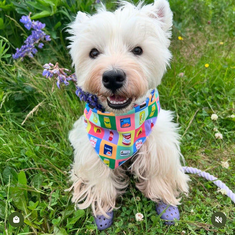 Kate Fudge NL Food Grid Bandana