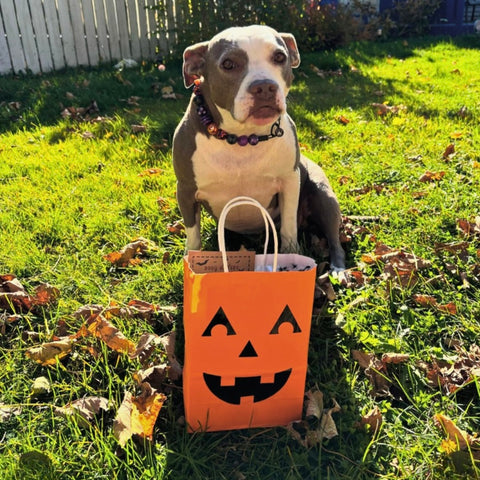 Boou Bag Halloween Bundle