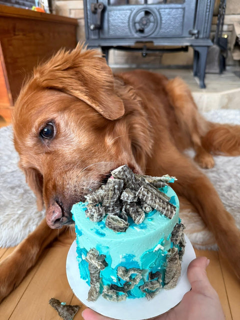 Ocean teals and dried cod skins 🐟✨